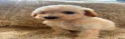 Poochon dogs for sale: F1 poochons puppy’s READY NOW - Advert 10