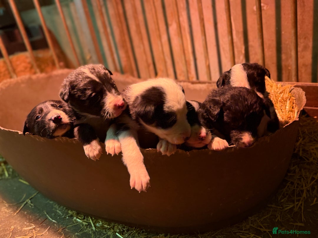 Border Collie dogs for sale: Border collie puppies - Advert 6