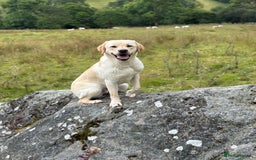 Labrador Retriever dogs for sale: Part trained 14 month old male male amazing pet  - Image 1