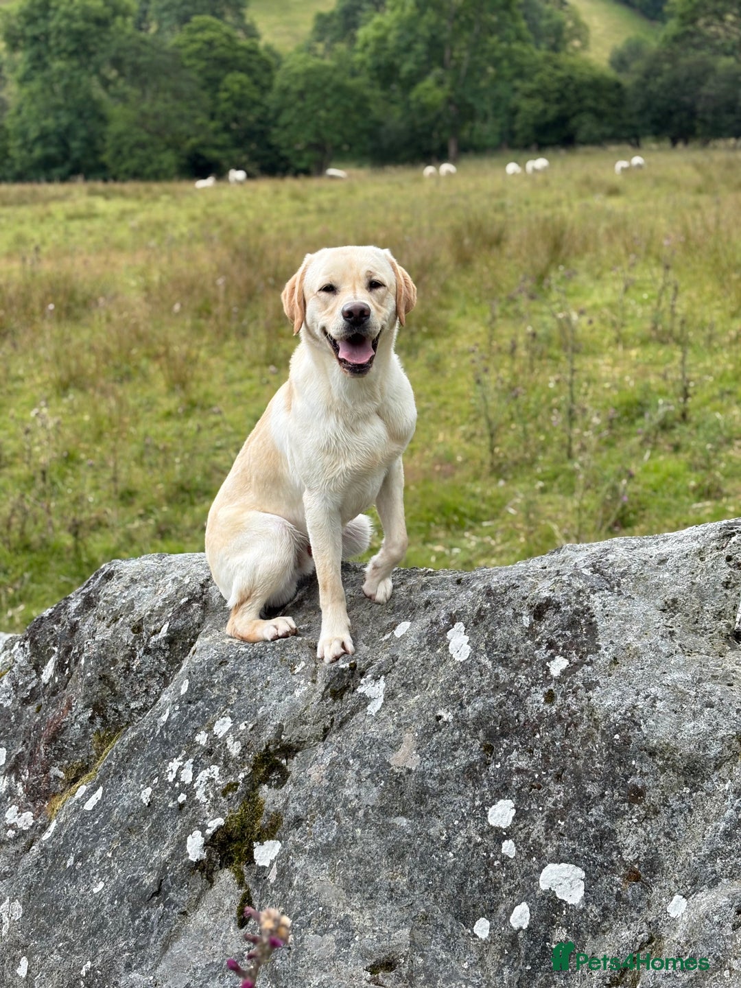 Labrador Retriever dogs for sale: Part trained 14 month old male male amazing pet  - Image 1