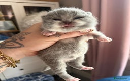 British Shorthair cats for sale: Outstanding kittens 😻 Champion line🥇🏆😻 - Image 30