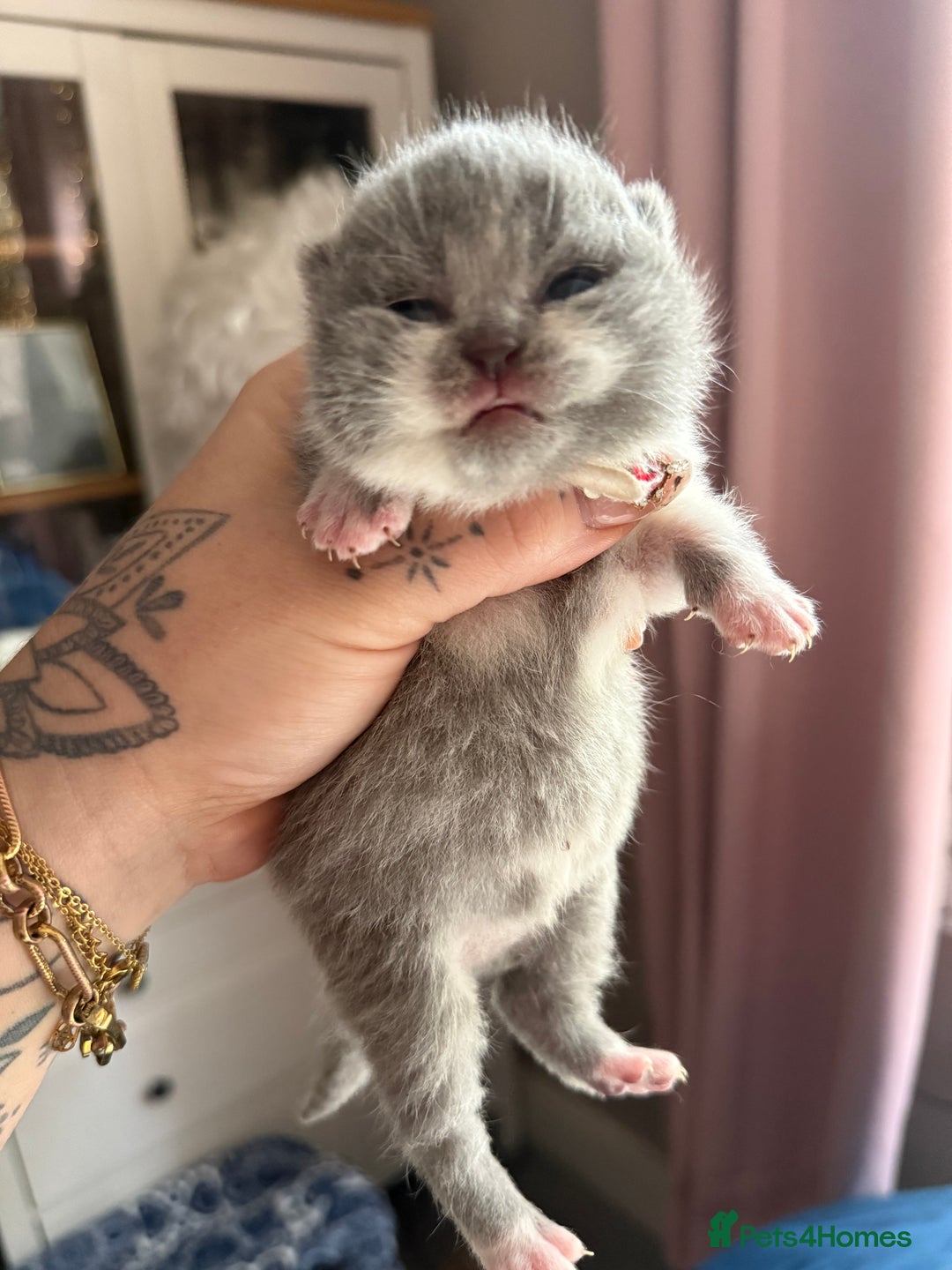 British Shorthair cats for sale: Outstanding kittens 😻 Champion line🥇🏆😻 - Image 30