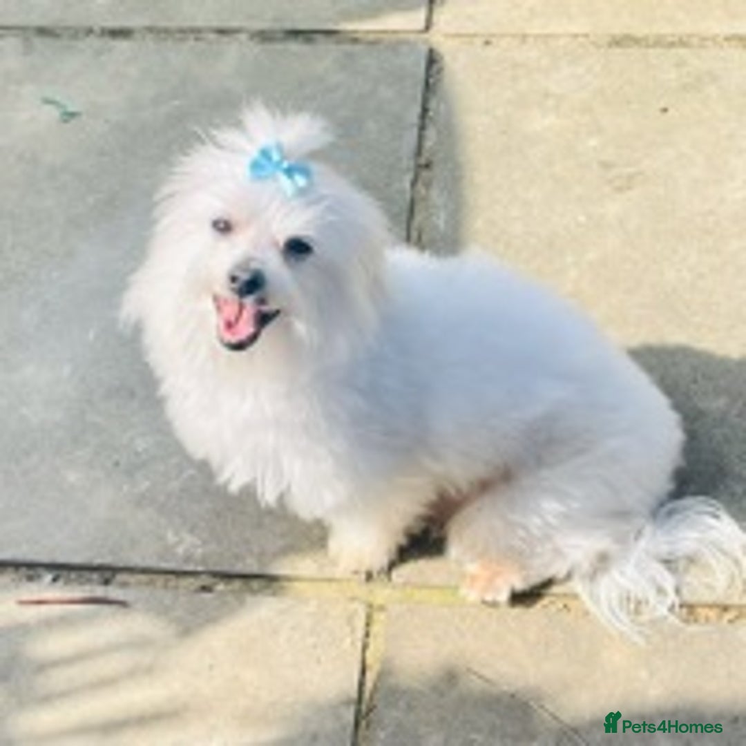 Maltese dogs for stud: Well proven, Kc registered Maltese for stud. in Northampton - Image 2