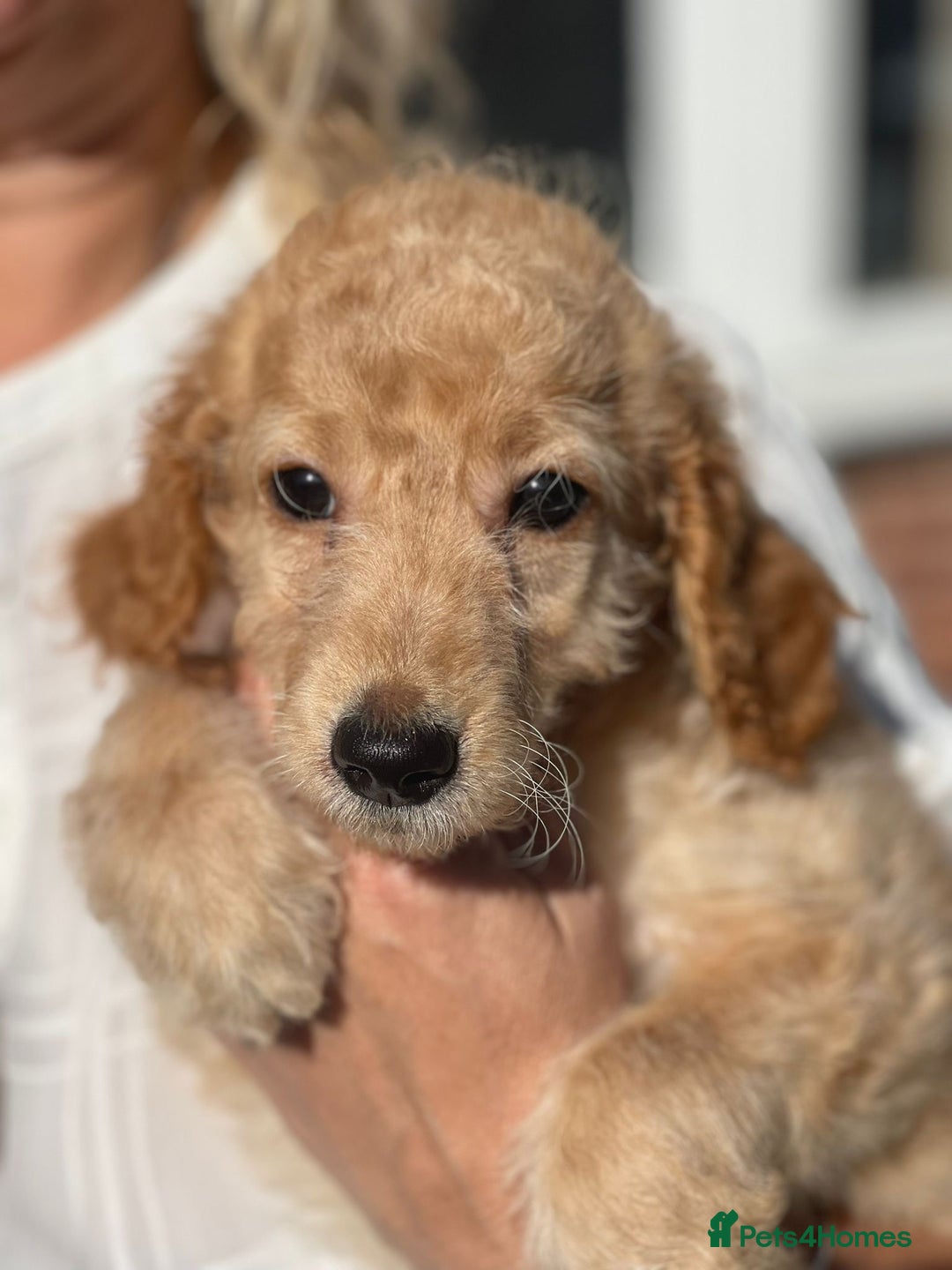 Irish Doodle dogs for sale: Beautiful Irishdoodles - Image 3