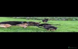 German Shepherd dogs for sale: German Shepherd pups  - Image 2