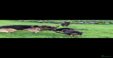 German Shepherd dogs - Advert 10