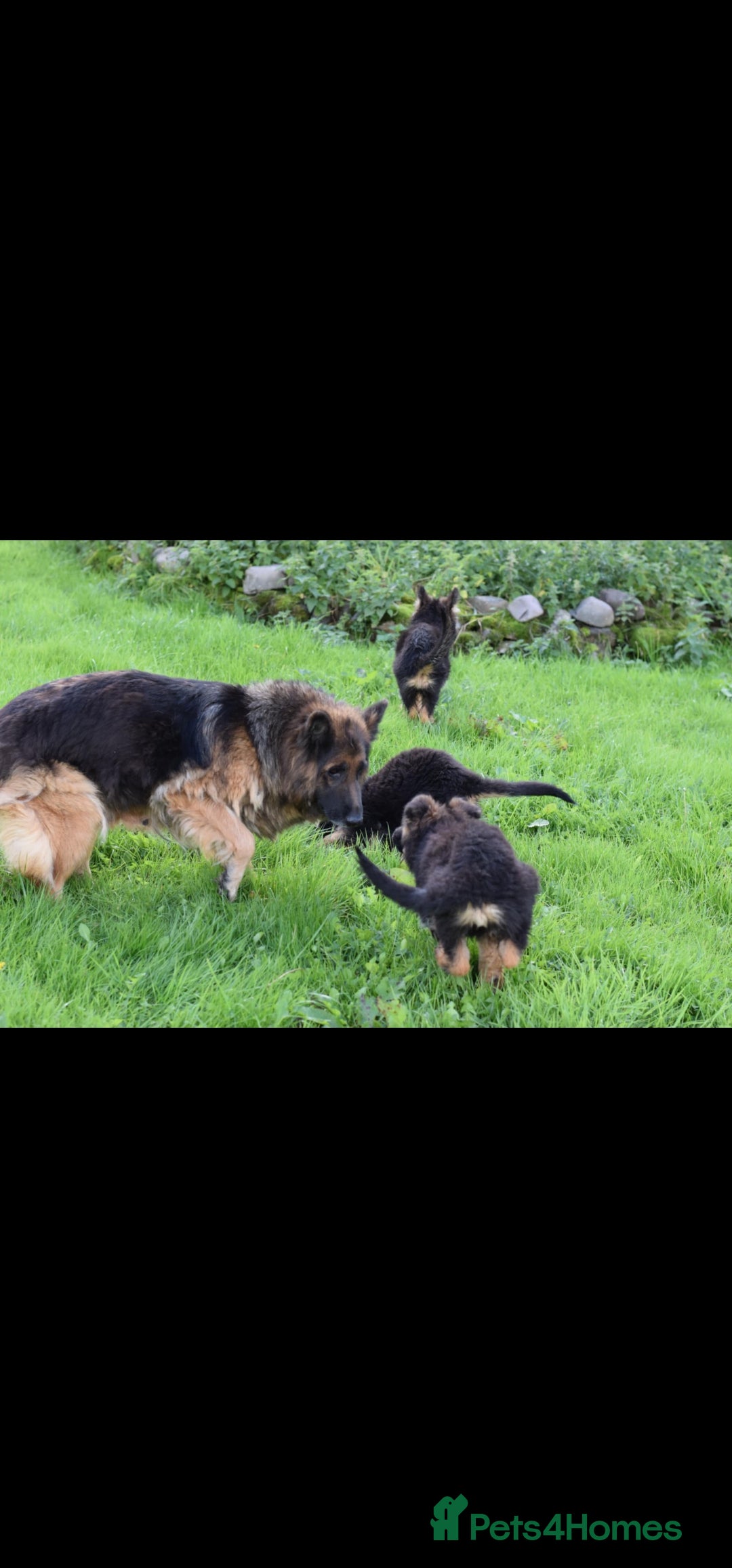 German Shepherd dogs for sale: German Shepherd pups  - Image 2