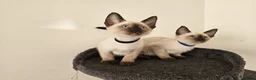 Siamese cats for sale: Beautiful Siamese Kittens - Advert 2