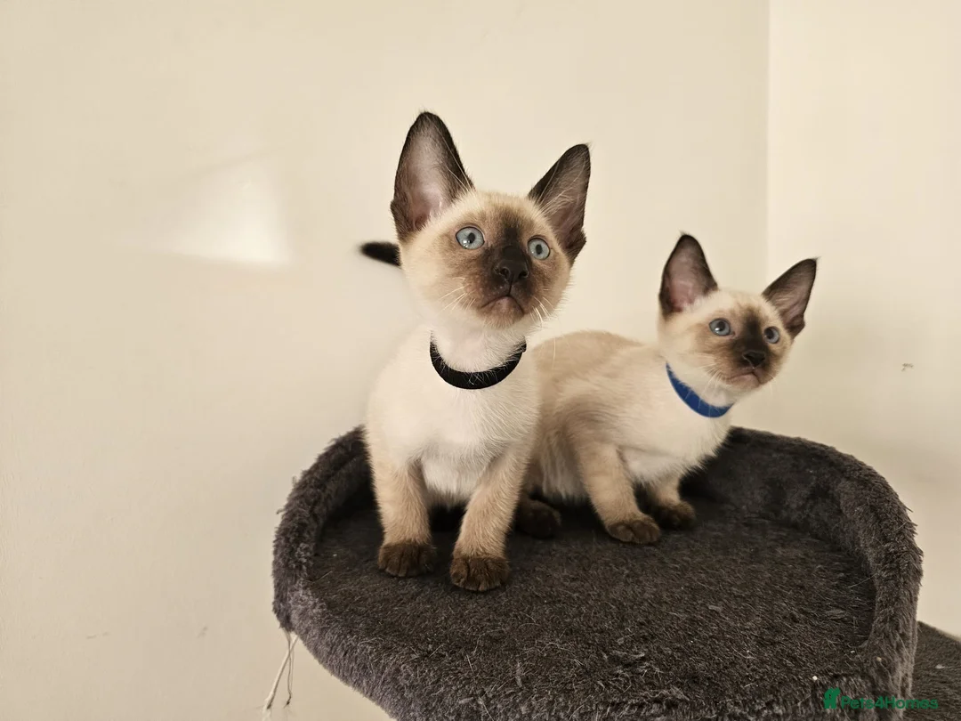 Siamese cats for sale: Beautiful Siamese Kittens - Advert 2
