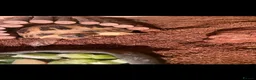 Hermann Tortoise reptiles for sale: Male tortoise for sale  in Hyde - Advert 7