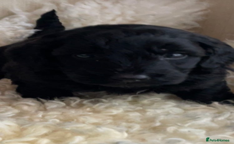 Cavapoo dogs F1b teddy bears 1 black male with white chest  - Advert 3