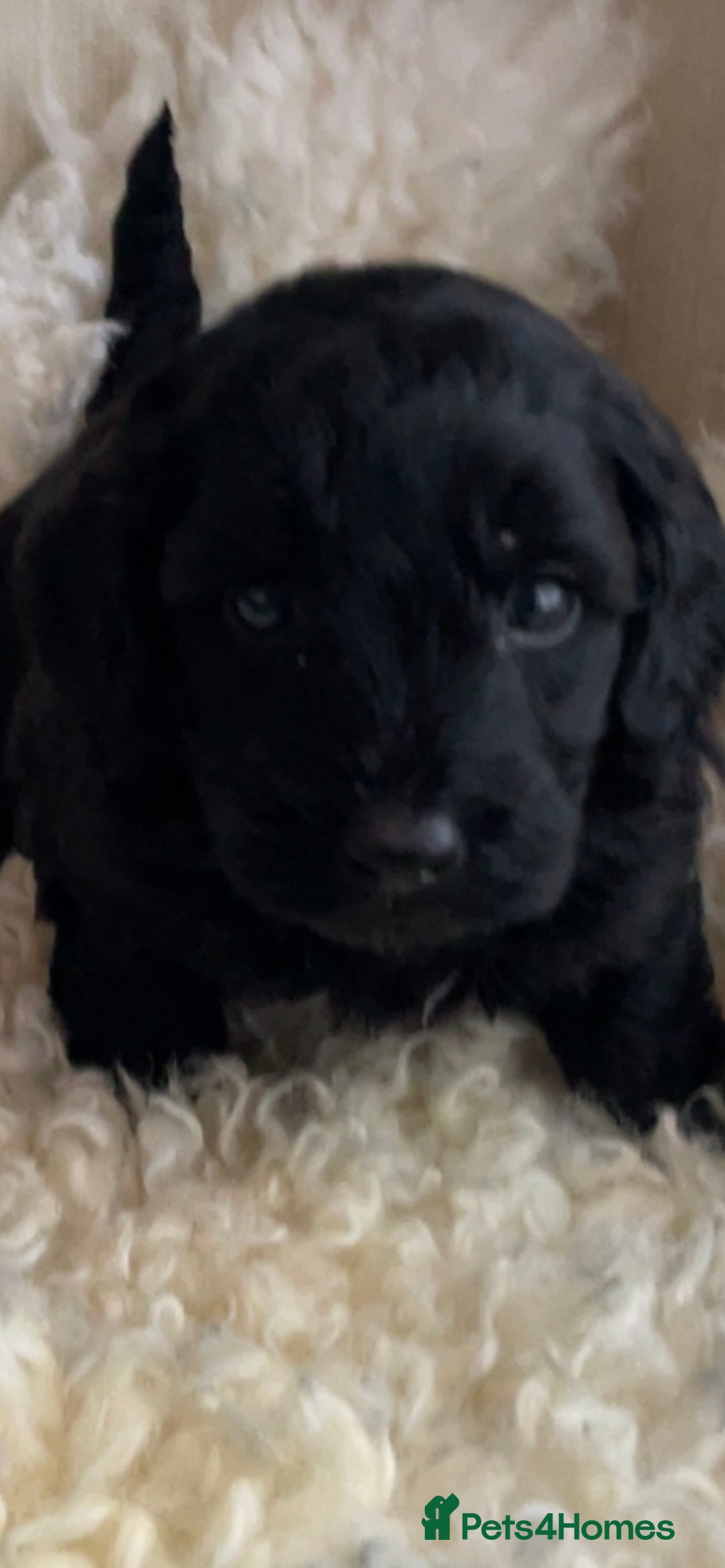 Cavapoo dogs for sale: F1b cavapoo male ready 7/12/25  - Advert 1