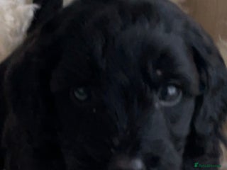 Cavapoo dogs F1b teddy bears 1 black male with white chest - Advert 1