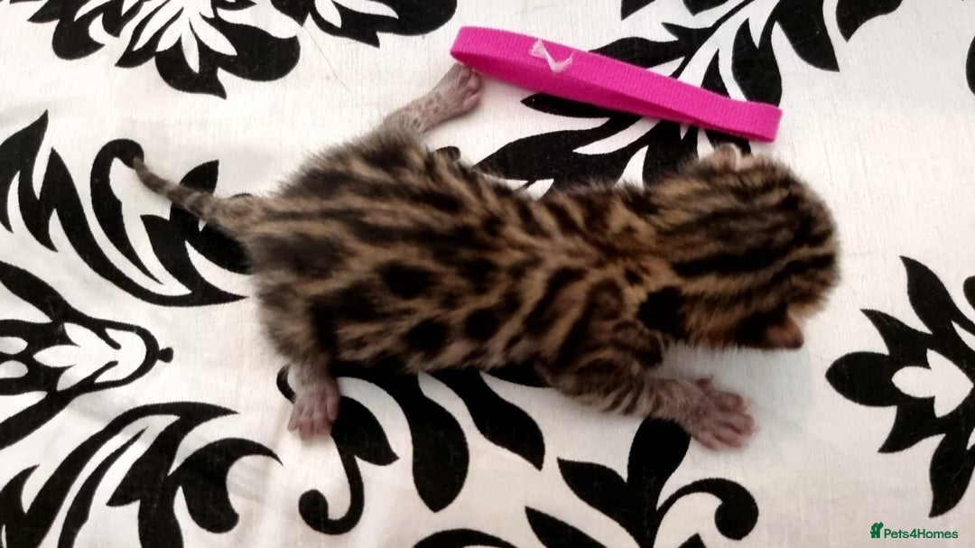 Bengal cats for sale: Beautiful Bengal Kittens  in Sutton - Image 9