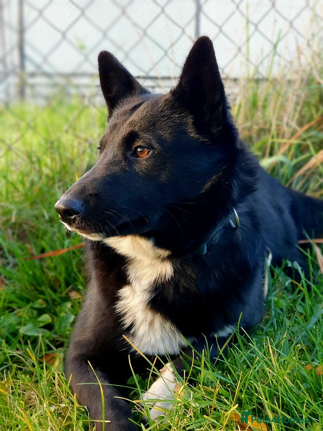 Mixed Breed dogs for adoption: 💖🐶 ALPHA 🐶💖 - Advert 9