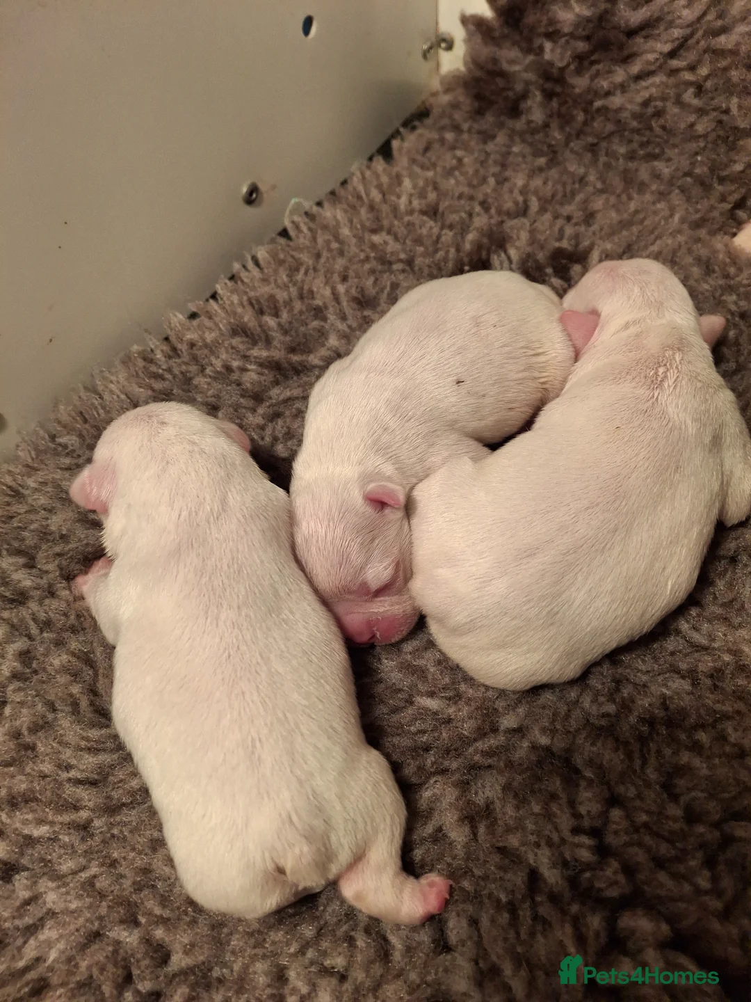 Boston Terrier dogs for sale: 5 Stunning Boston Terriers Boys - Advert 2