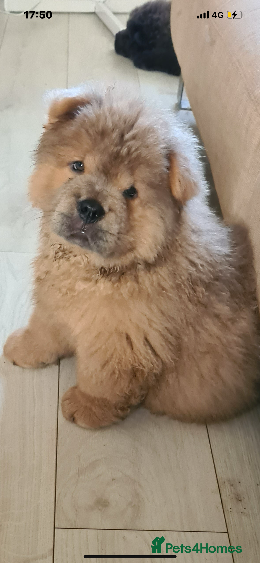 Mixed Breed dogs for sale: Chowsky boy  - Image 5