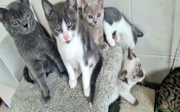 British Shorthair cats for sale: Beautiful Blue British, Lilac, Color point, Tabby  - Image 5