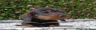 Miniature Dachshund Puppy 2