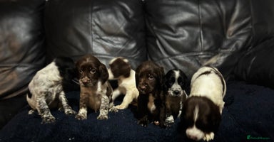 Cocker Spaniel dogs - Advert 11