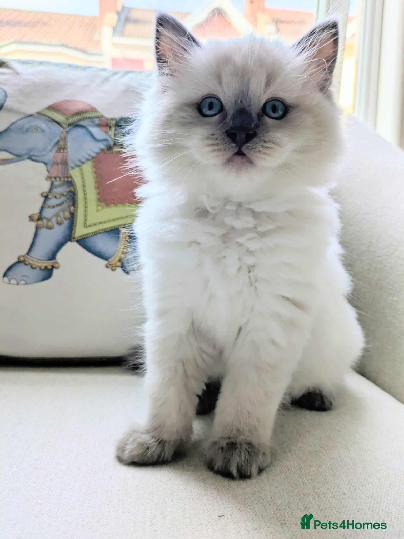 Ragdoll cats Pedigree Ragdoll Kittens  - Advert 16