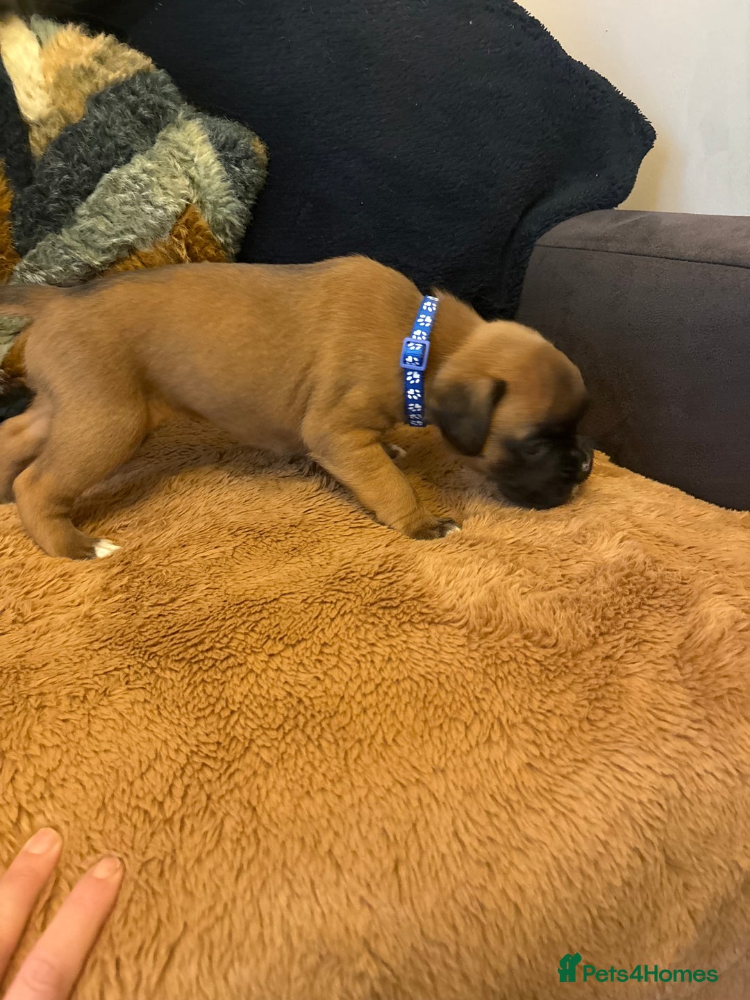 Boxer dogs for sale: Boxer puppies 5 bitches 1 boy  - Advert 12