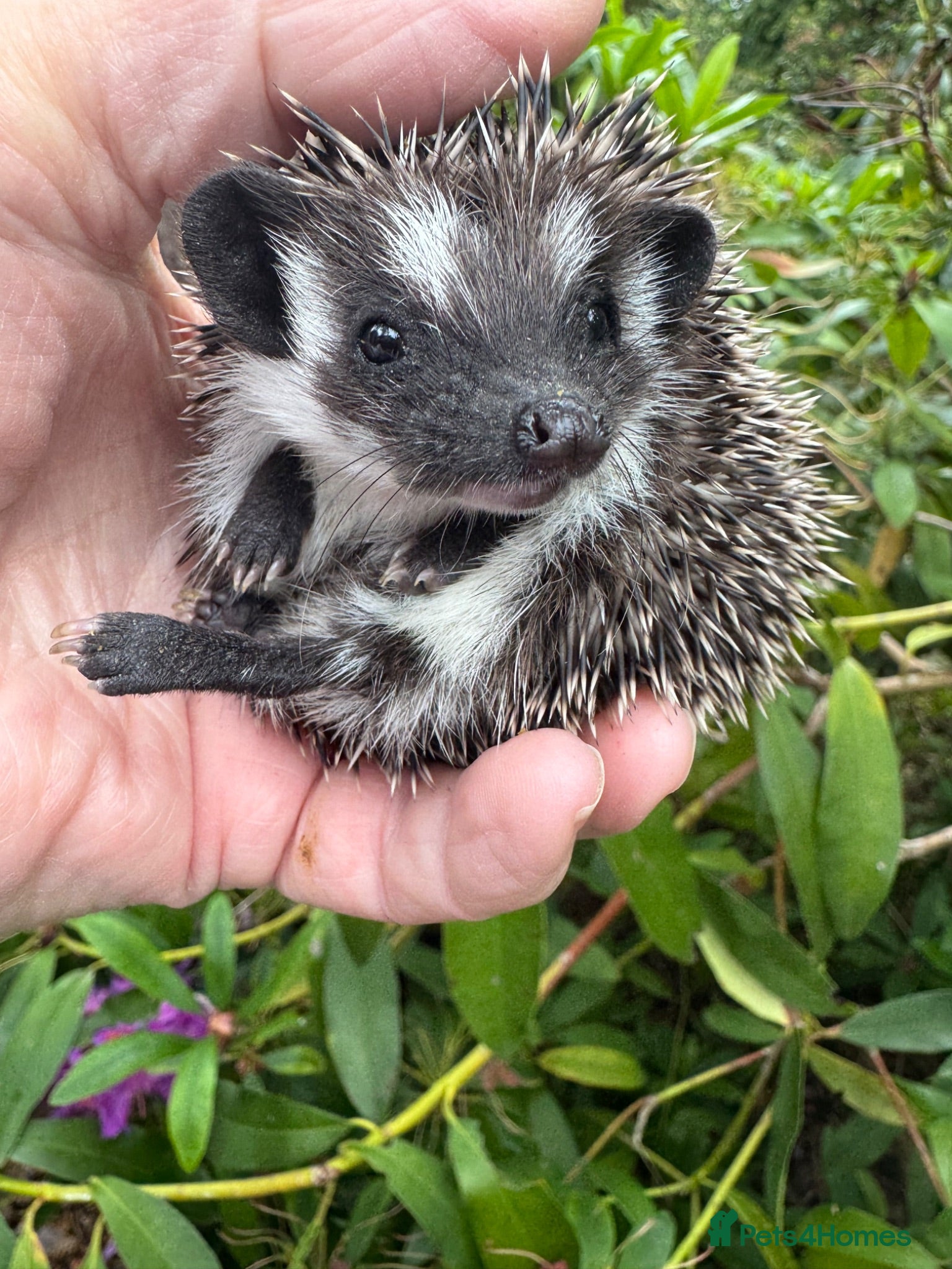 Pygmy Hedgehog rodents 8 week hoglets READY  with/ without set up  - Advert 1