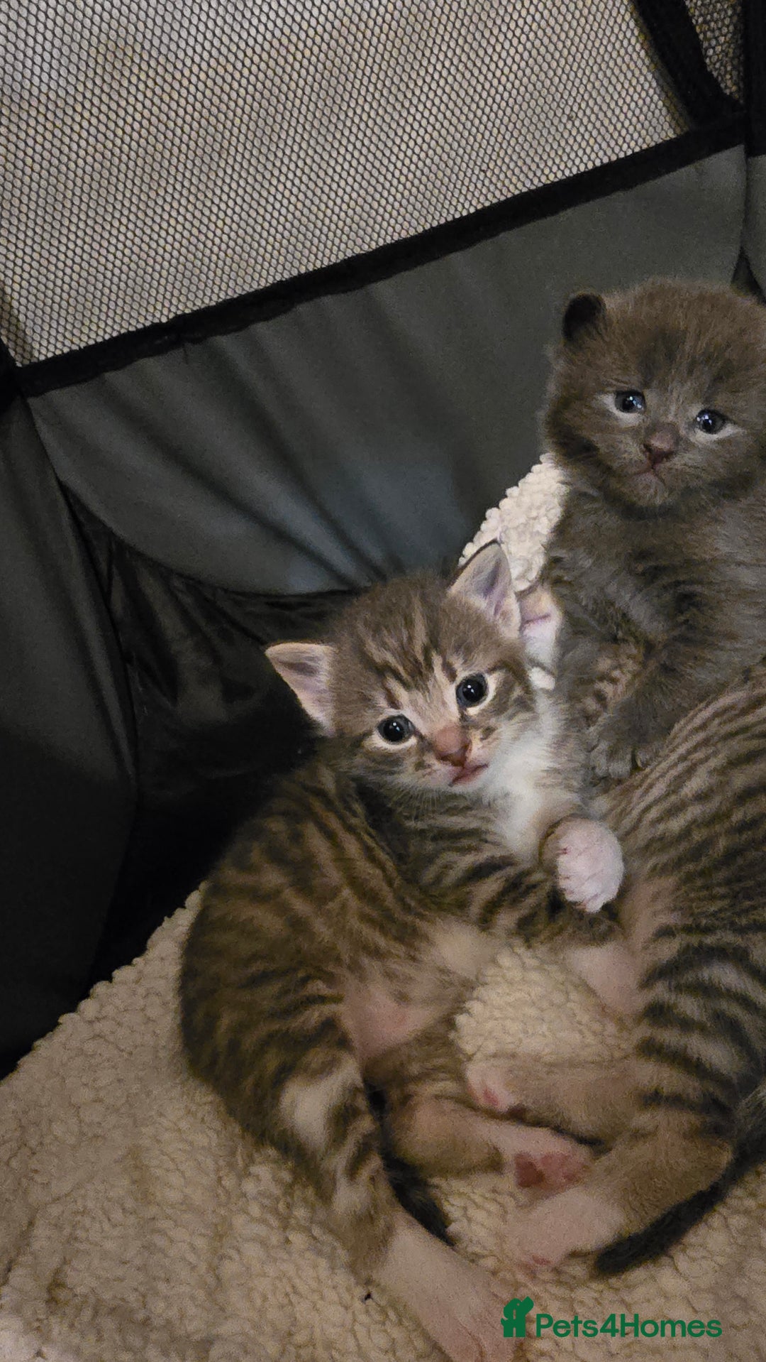 Mixed Breed cats for sale: 🐾 Beautiful Kittens Available 🐾 - Advert 10