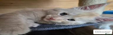 Maine Coon 1