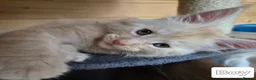 Maine Coon cats for sale: Mein con  - Advert 11
