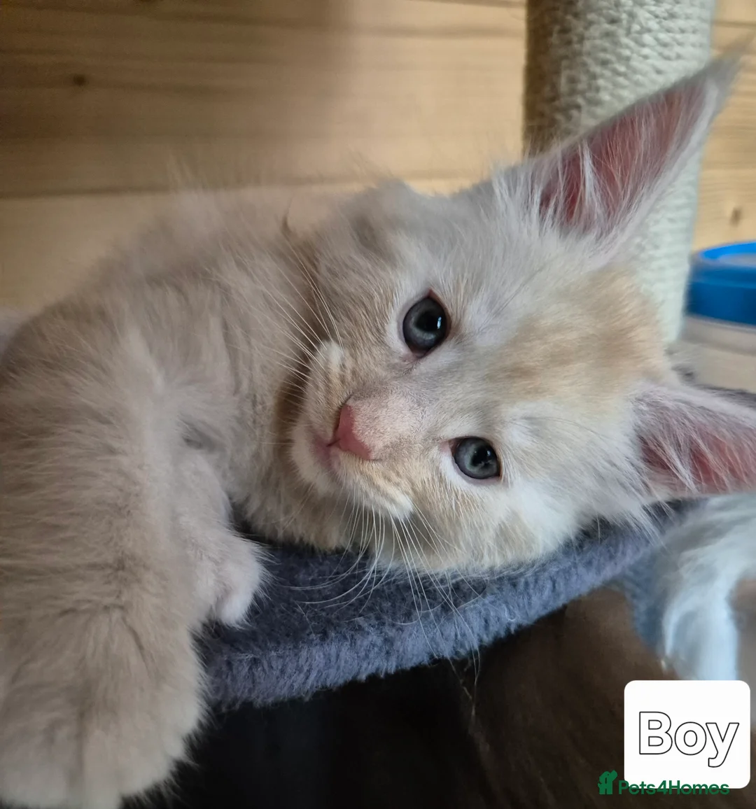 Maine Coon cats for sale: Mein con  - Advert 11