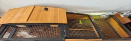 Tortoise reptiles for sale: Horsefield Tortoise  in Newquay - Advert 9