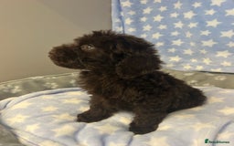 Cockapoo dogs for sale: 5 cockapoo boys for sale - Image 12
