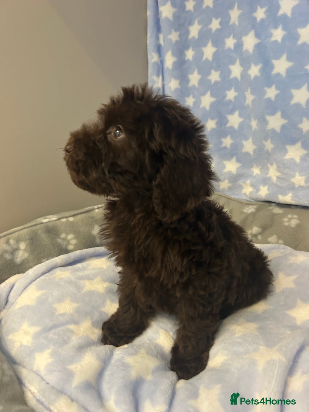 Cockapoo dogs for sale: 5 cockapoo boys for sale - Image 12