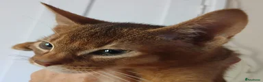 Jet
