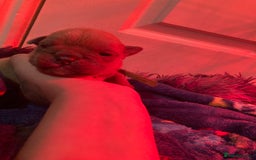 English Bulldog dogs for sale: Litter of 8  - Image 24