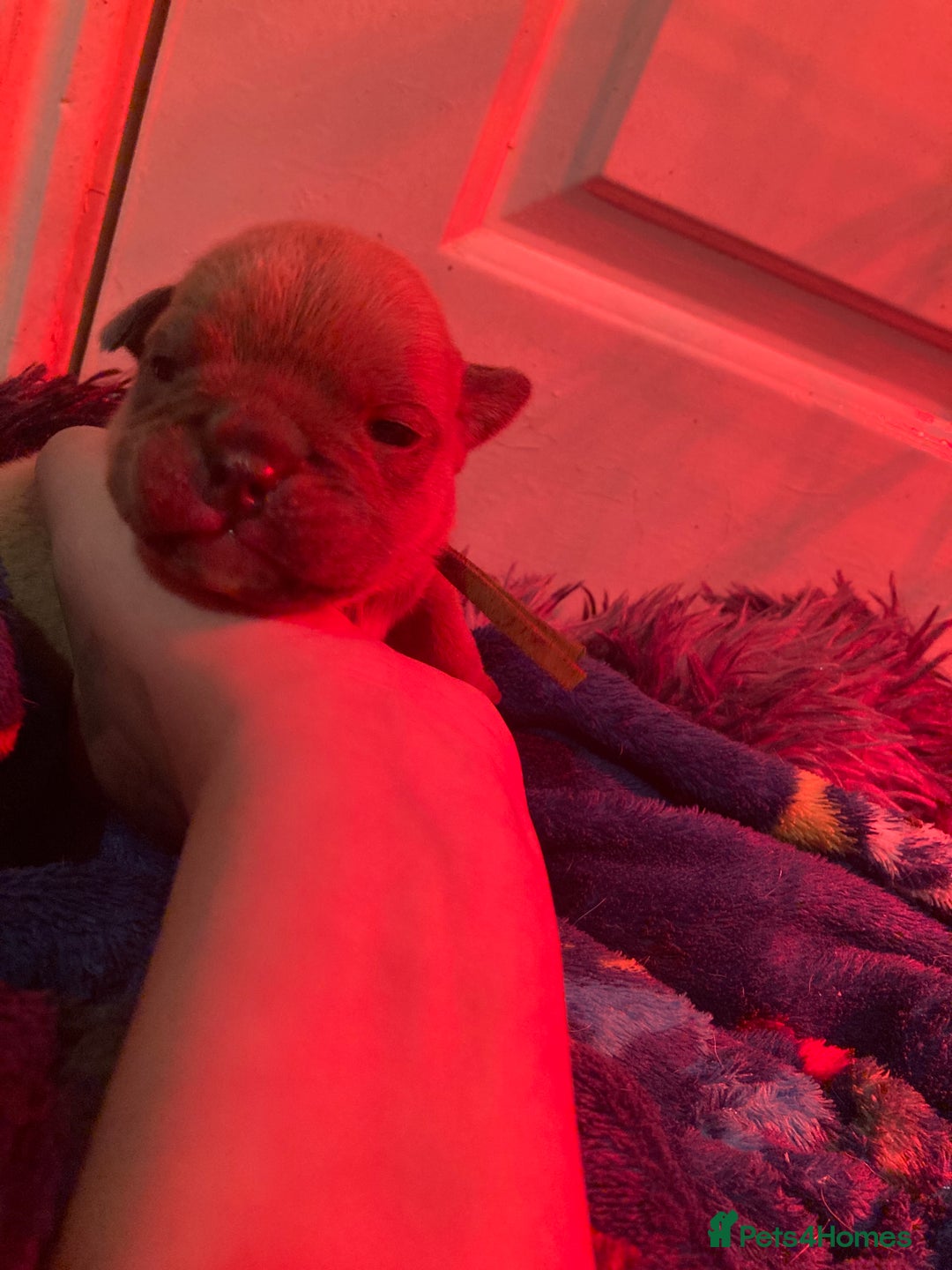 English Bulldog dogs for sale: Litter of 8  - Image 24