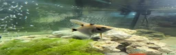 Angelfish fish for sale: 2 good sized angelfish  in Wallsend - Advert 3