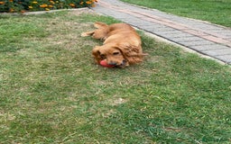 Cocker Spaniel dogs for sale: My beautiful cocker spaniel  - Image 2