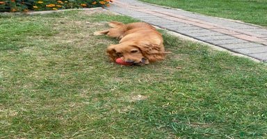 Cocker Spaniel dogs - Advert 2