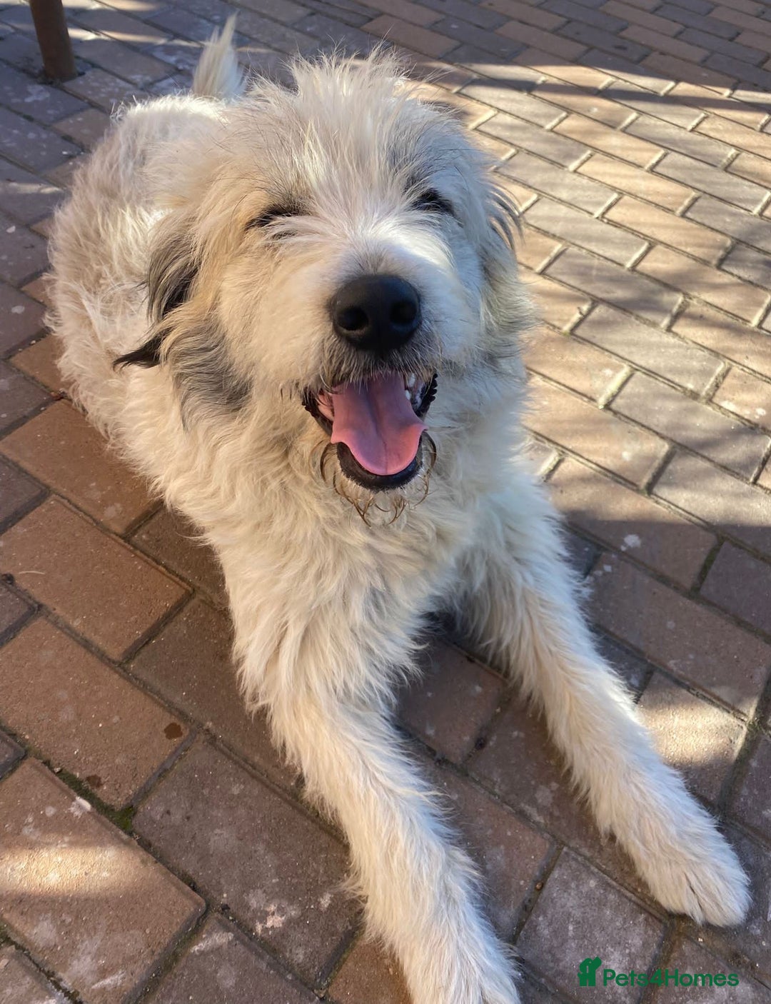 Mixed Breed dogs for adoption: Meet VICTOR - a superb big boy, for a Loving Home - Image 10