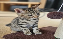 Bengal cats for sale: Bengal kittens. Absolutely beautiful!  - Image 23