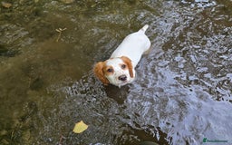 Sprocker dogs for sale: Hendrix the male sprocker available. - Image 30