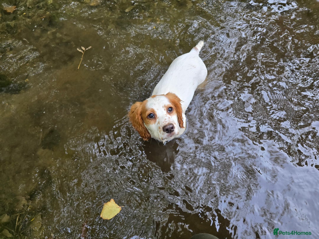 Sprocker dogs for sale: Hendrix the male sprocker available. - Image 30