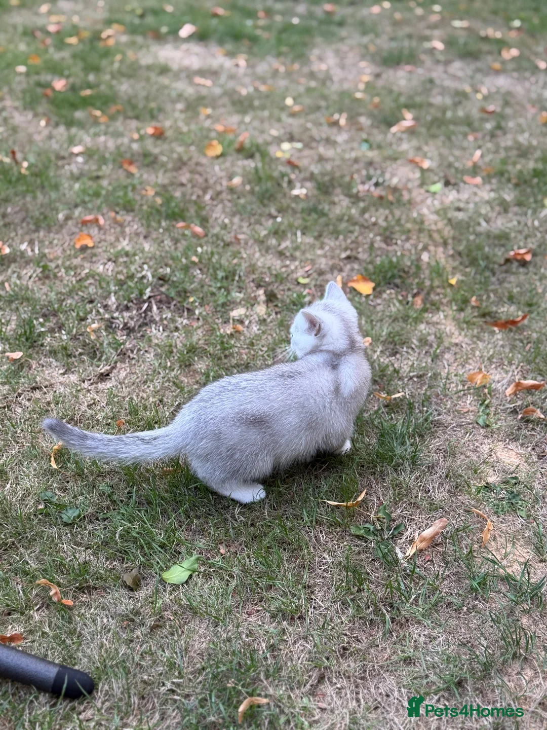 British Shorthair cats for sale: Milky is looking for his forever home  - Advert 2