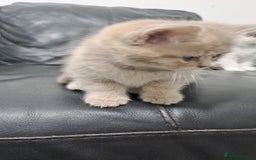 Mixed Breed cats for sale: 🐾 Adorable, persian crossed Kittens for Sale 🐾 - Image 8