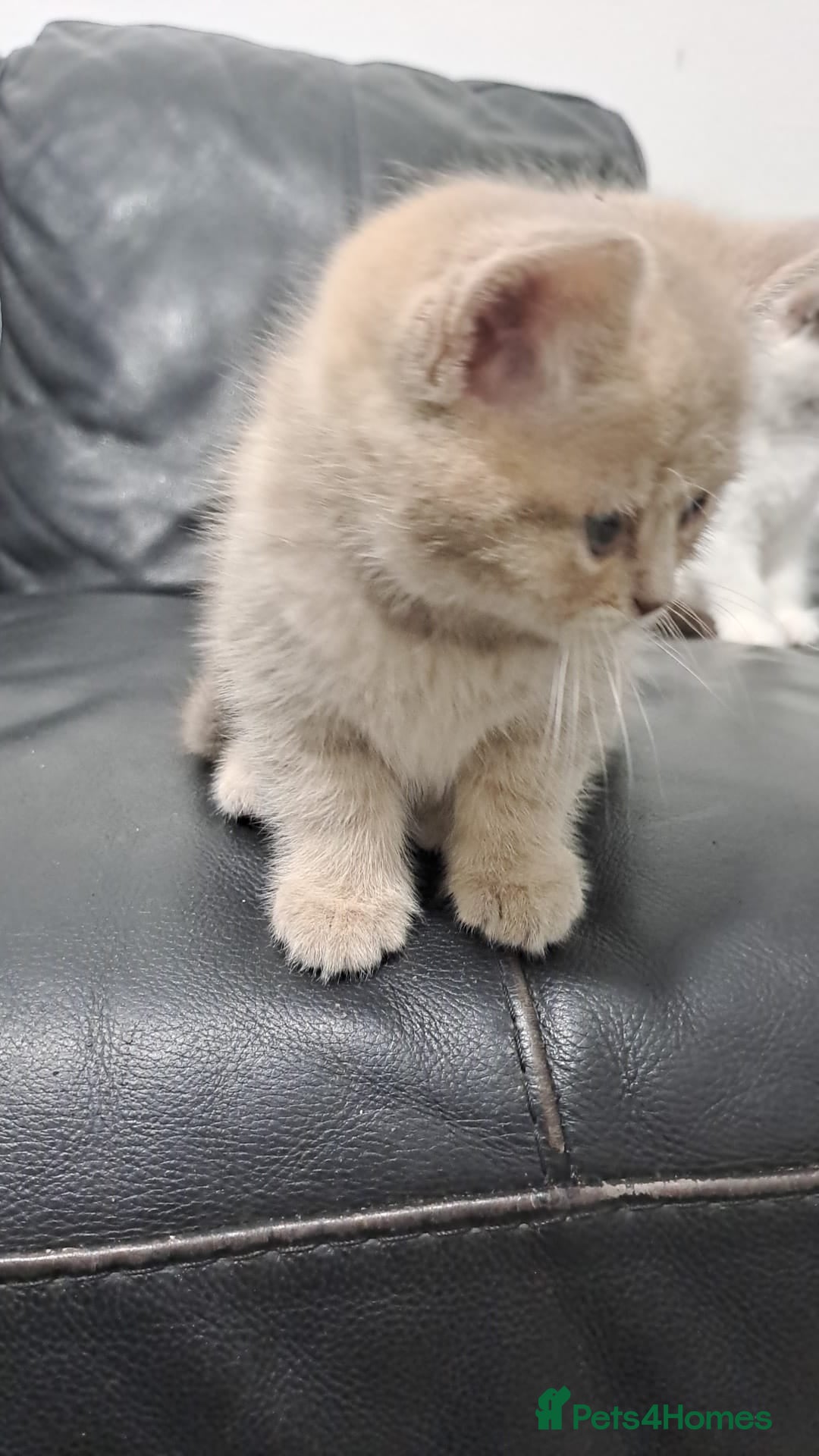 Mixed Breed cats for sale: 🐾 Adorable, persian crossed Kittens for Sale 🐾 - Image 8