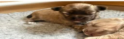 Chihuahua dogs for sale: Stunning Long Haired Chihuahua Puppies - Advert 13