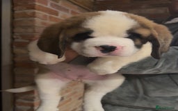 Saint Bernard dogs for sale: Outstanding chunky Saint Bernard puppies for sale - Image 10