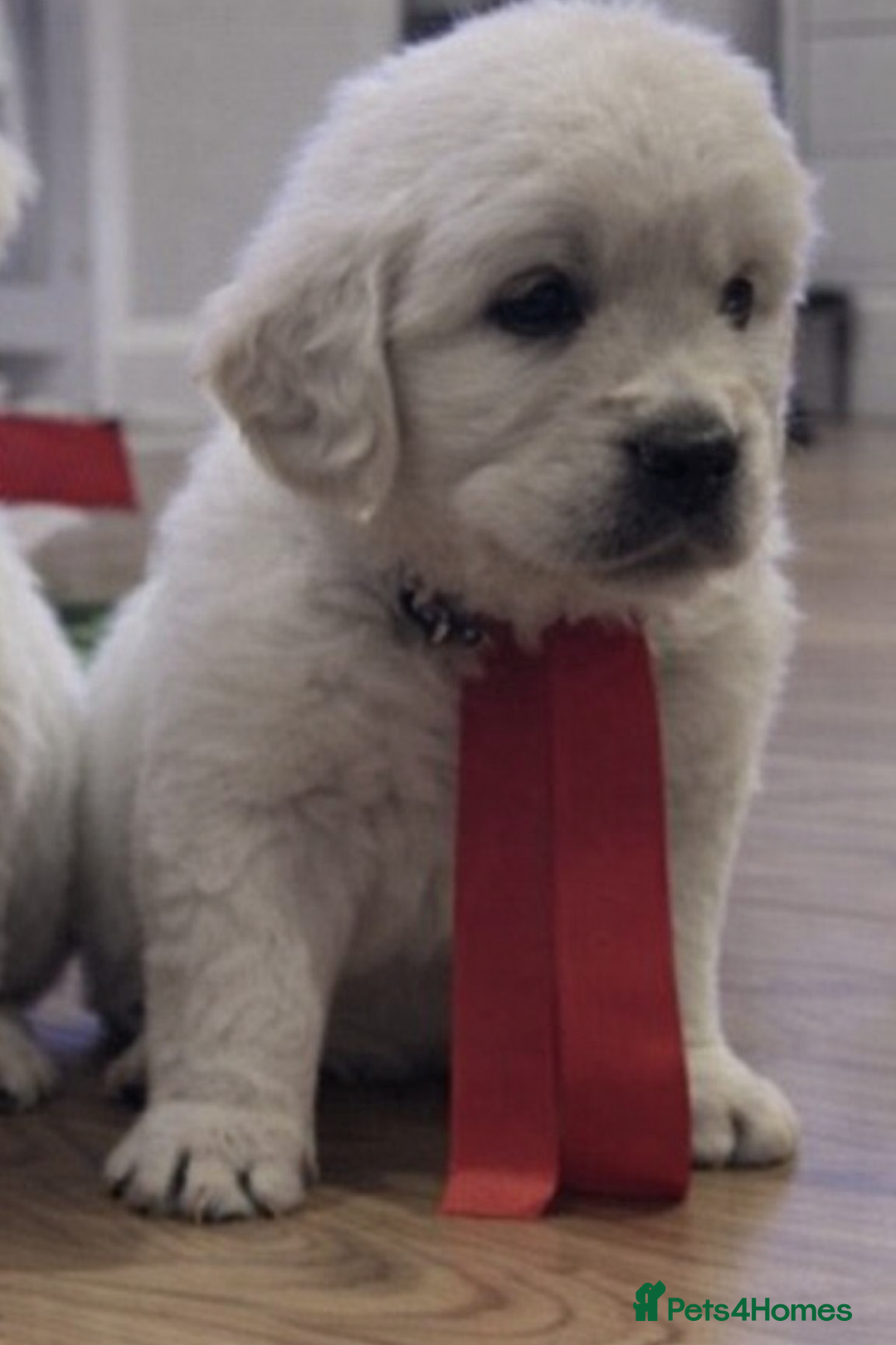 Golden Retriever dogs for sale: KC Reg Health Tested Golden Retriever Puppies - Advert 4